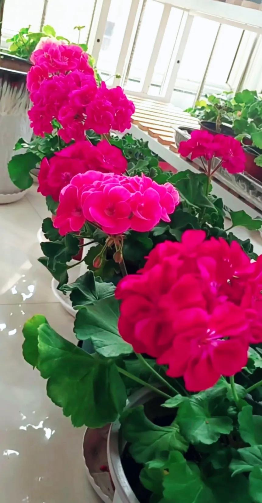 分享精美花朵图片,分享春天的图片大全