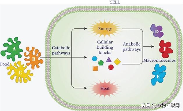 生物化学原理,生物化学入门教程