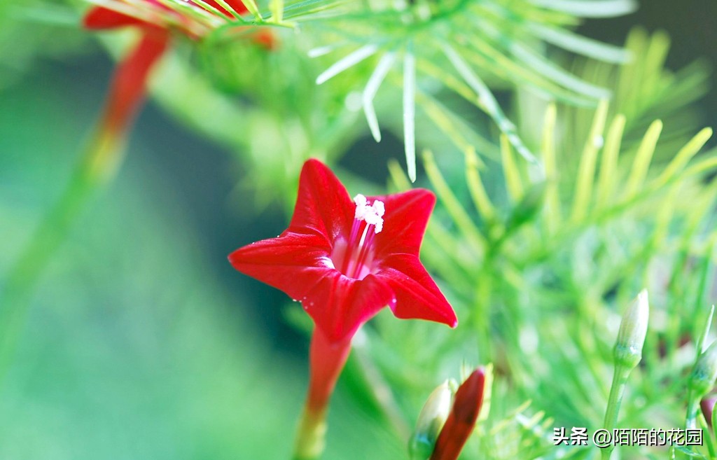 春节开花的庭院花卉,适合四季开花的庭院花卉