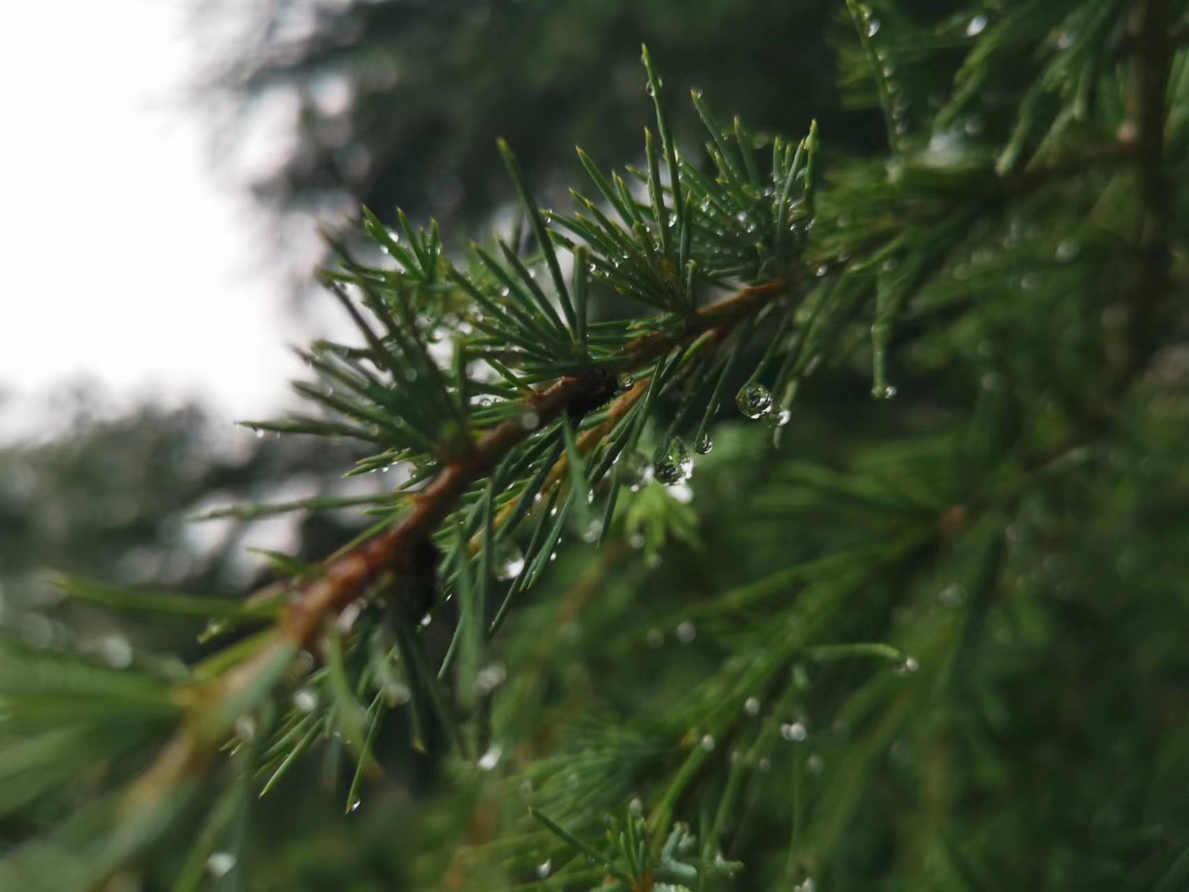 台风梅花来了作文,台风梅花上学