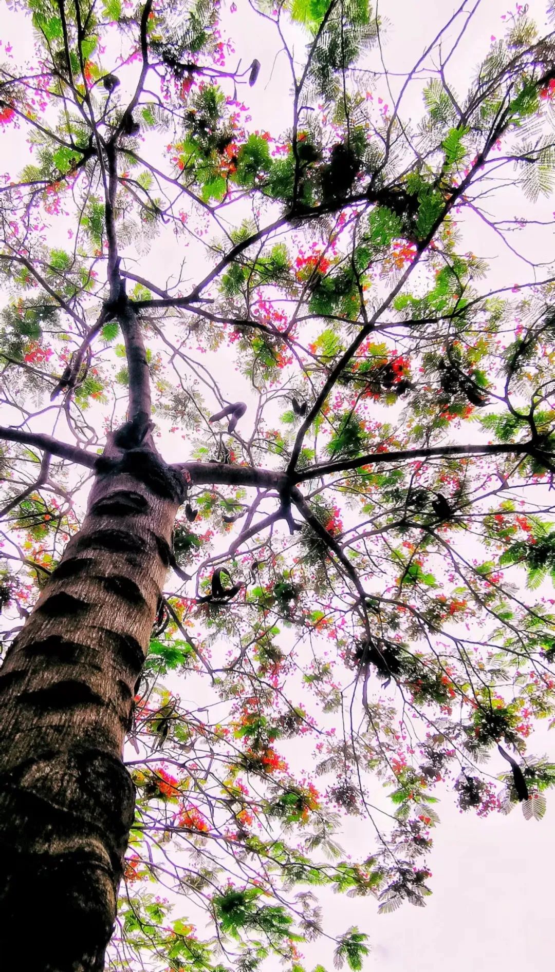 与春天撞个满怀美文,与春天撞个满怀