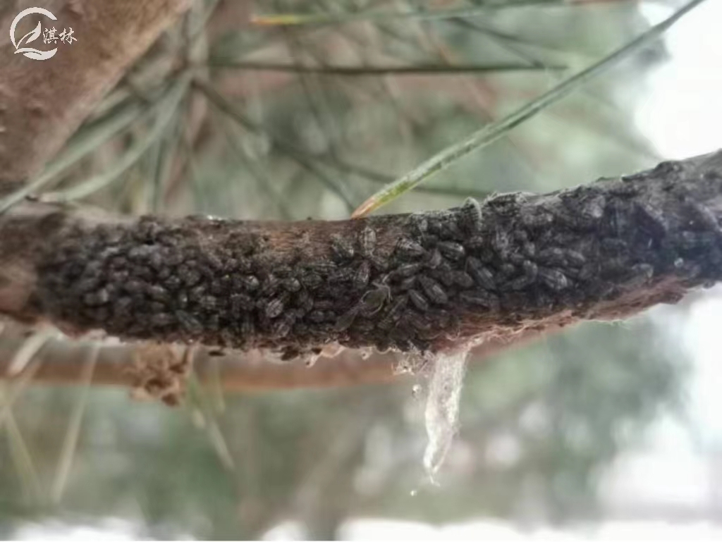 松大蚜怎么治,松大蚜打什么药