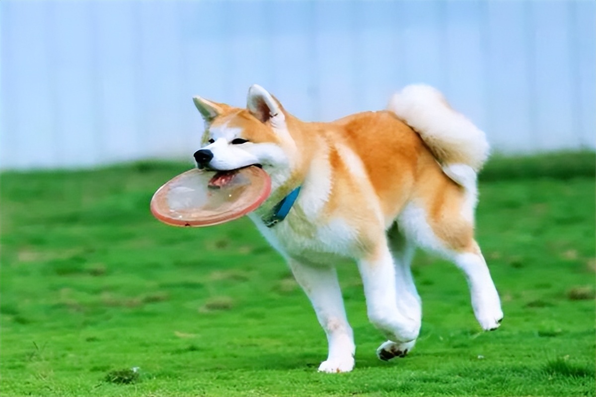 秋田犬的价格是多少钱一只,秋田犬多少钱一只正常价