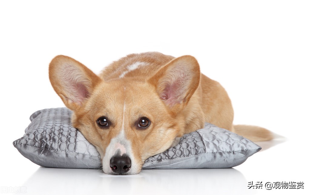 怎样改掉柯基狗龇牙的毛病,如何纠正柯基犬咬人