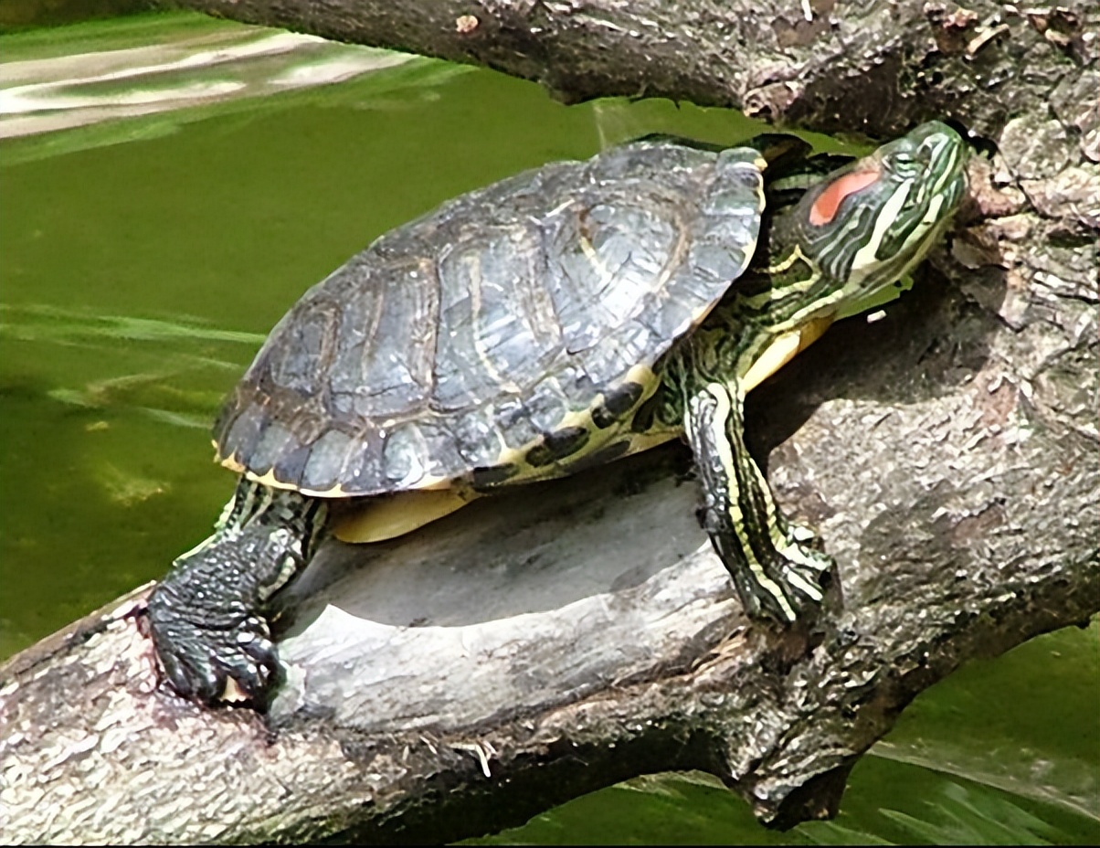 巴西龟饲养容器是什么样子的,养龟知识巴西龟吃什么