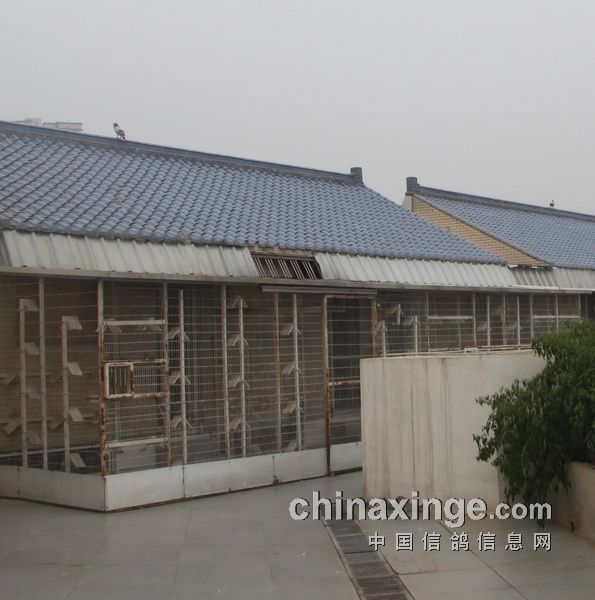西安阳光家园种鸽图片,西安阳光家园名鸽展厅