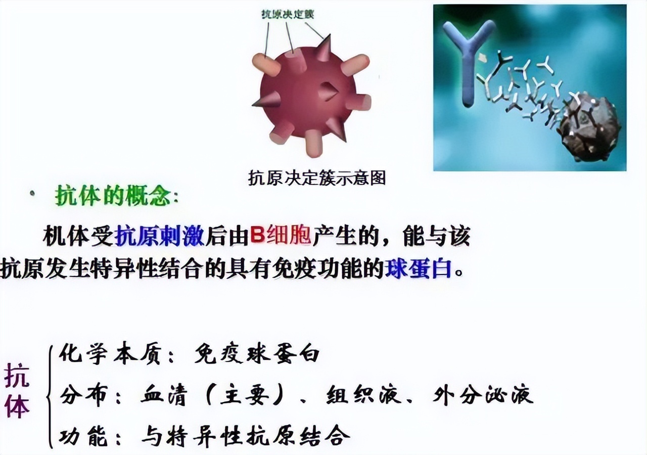 生物高中知识点免疫调节,高中生物免疫调节精讲视频