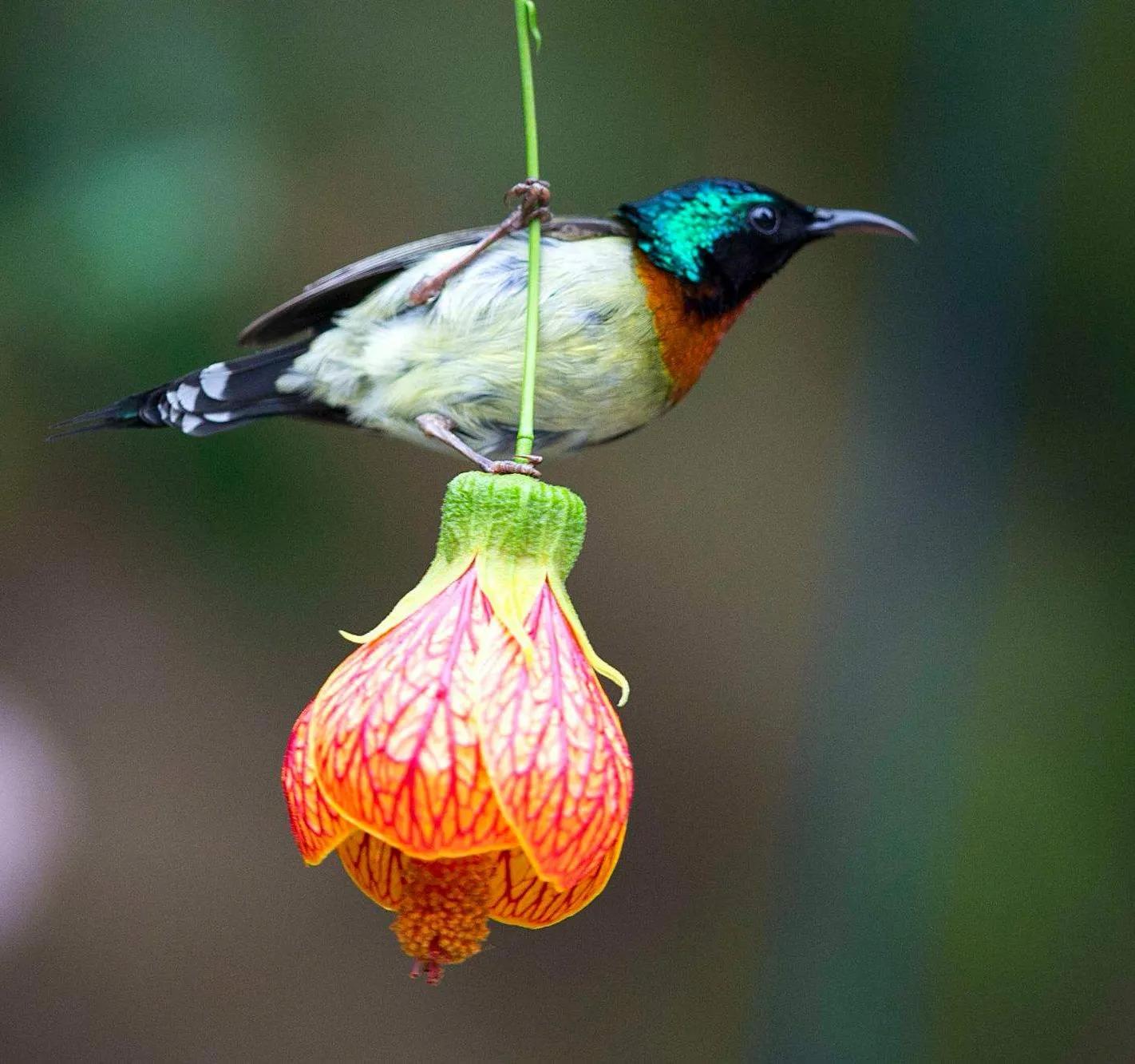 太阳鸟花,太阳鸟瞰最新作品
