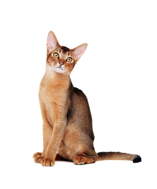 常见的宠物猫有哪些品种,十种常见的宠物猫