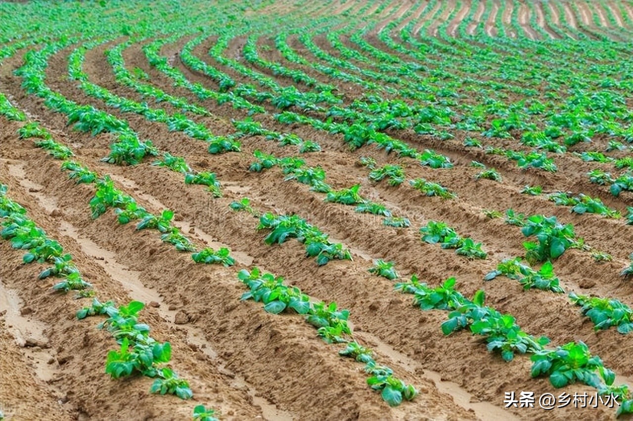 红薯修剪后怎么控旺,红薯徒长怎么种植