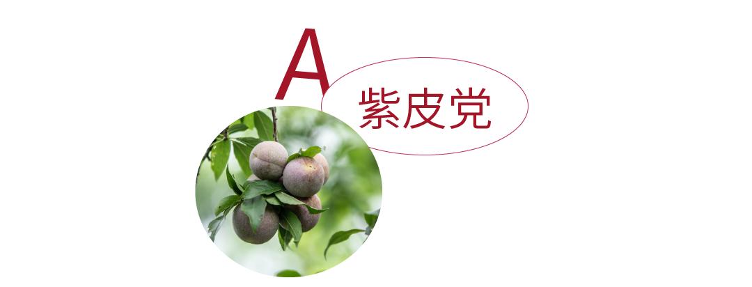 从化摘果攻略,从化摘水果攻略