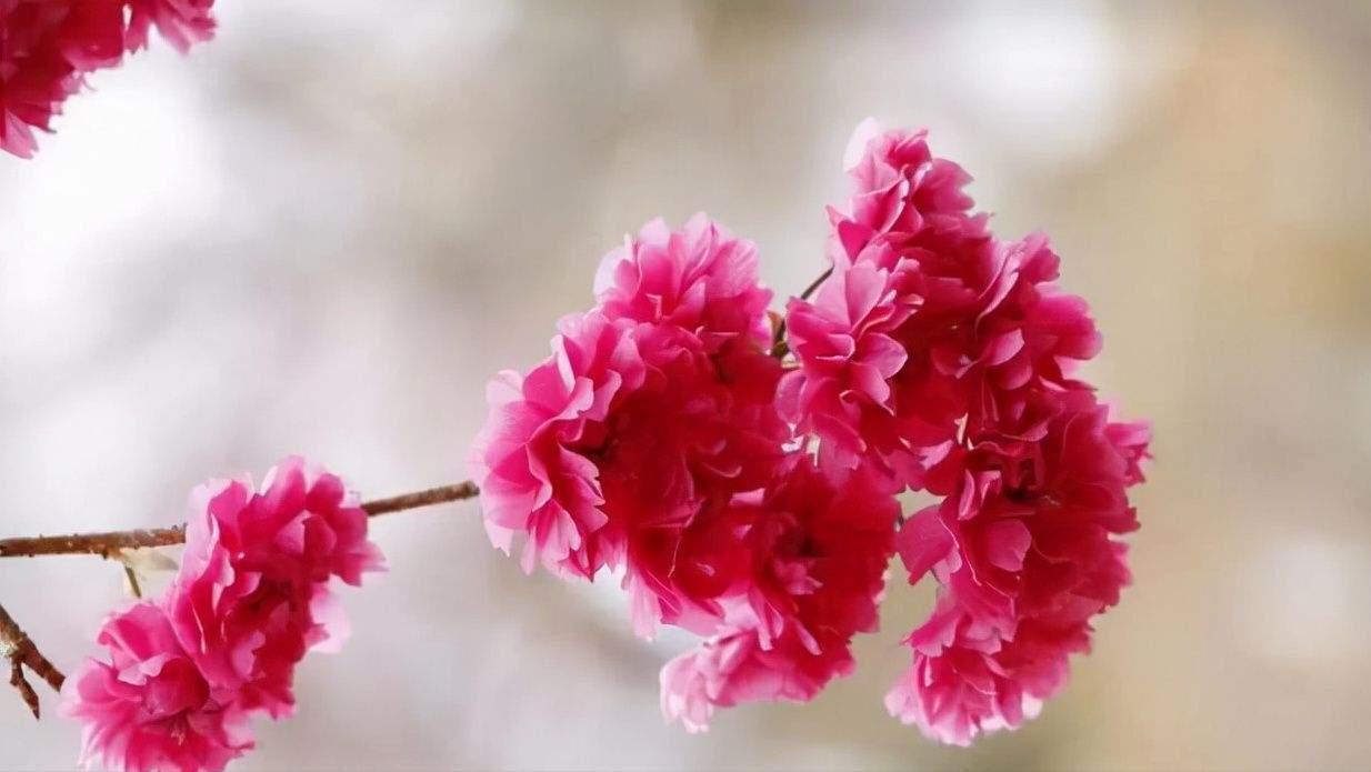 面对瞧不起你的人最好还击,面对瞧不起你的人怎么说