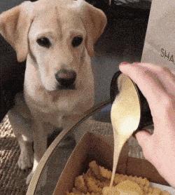 最大的拉布拉多犬,养一只拉布拉多犬真实感受