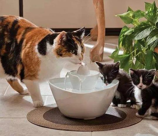 三天没铲屎猫咪会生病吗,小猫咪便秘了拉稀屎怎么办