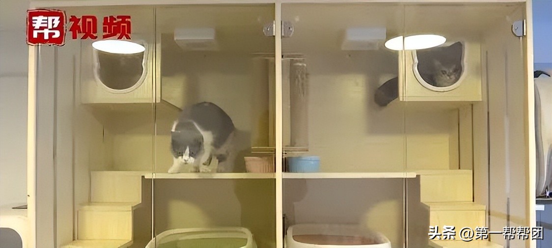 回家过年宠物怎么安置,寄养宠物需要注意什么细节