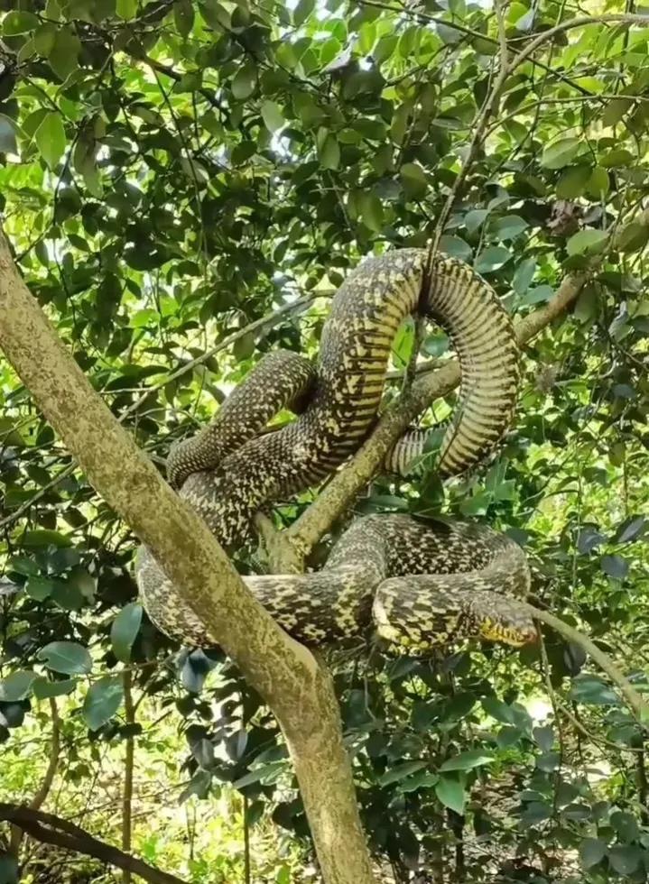 大王蛇属于小型蛇还是大型蛇,大王蛇为什么各种蛇都怕