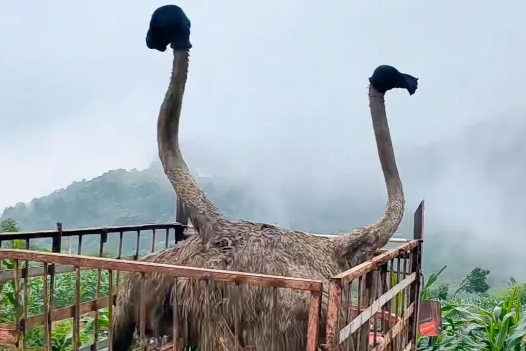 农村大学生返乡养殖鸵鸟,资中80后小伙返乡创业养鸵鸟