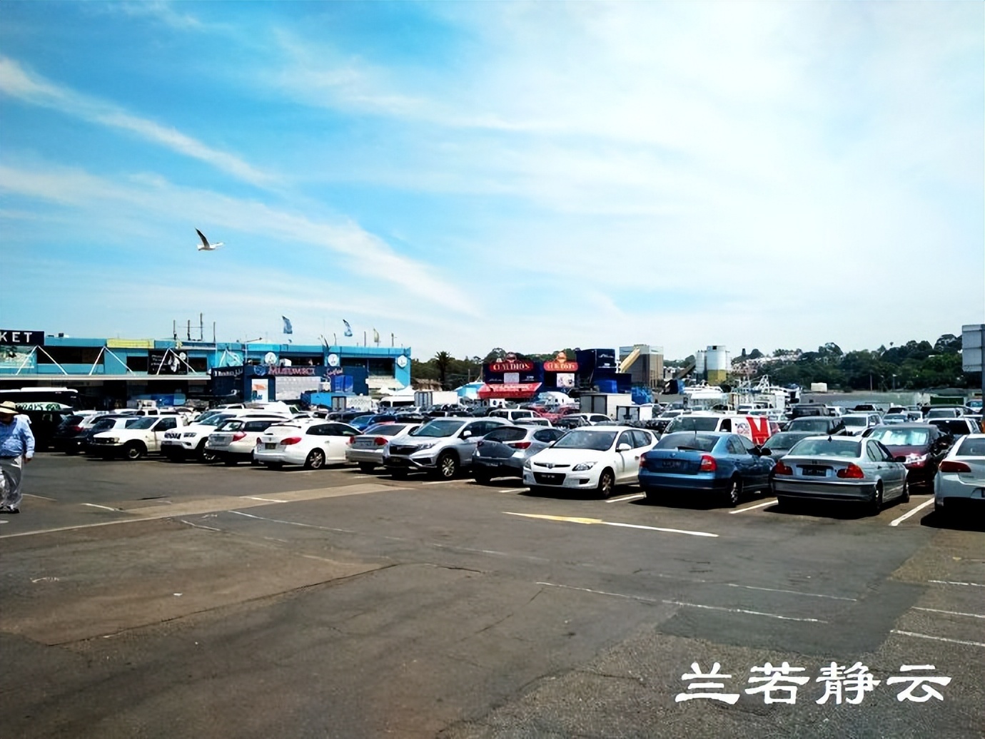 悉尼最大的海鲜鱼市场在哪里,海鲜市场澳洲龙虾