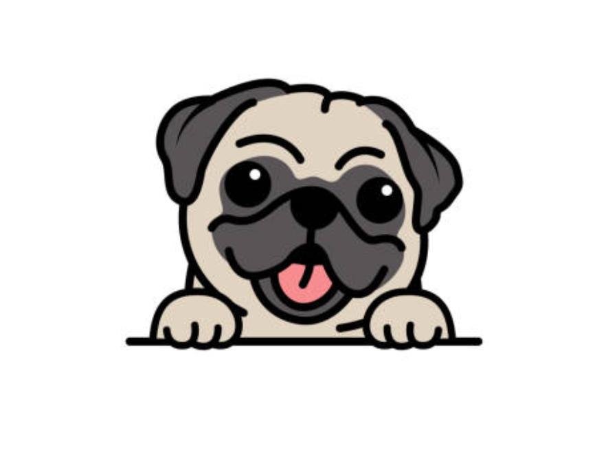 巴哥犬的优点和缺点,巴哥犬的五大优点和缺点