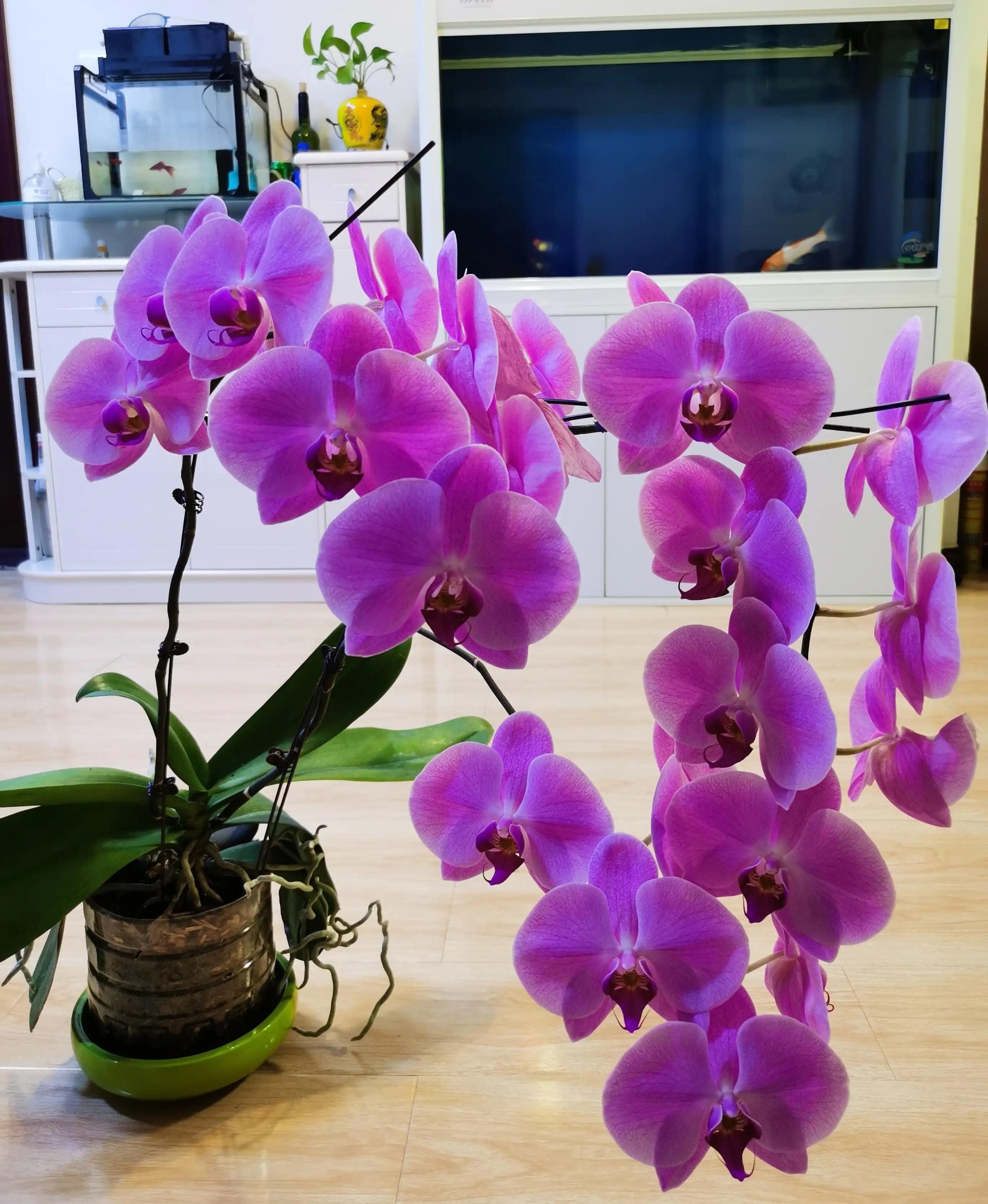 粉黛佳人水仙,紫水仙图片大全