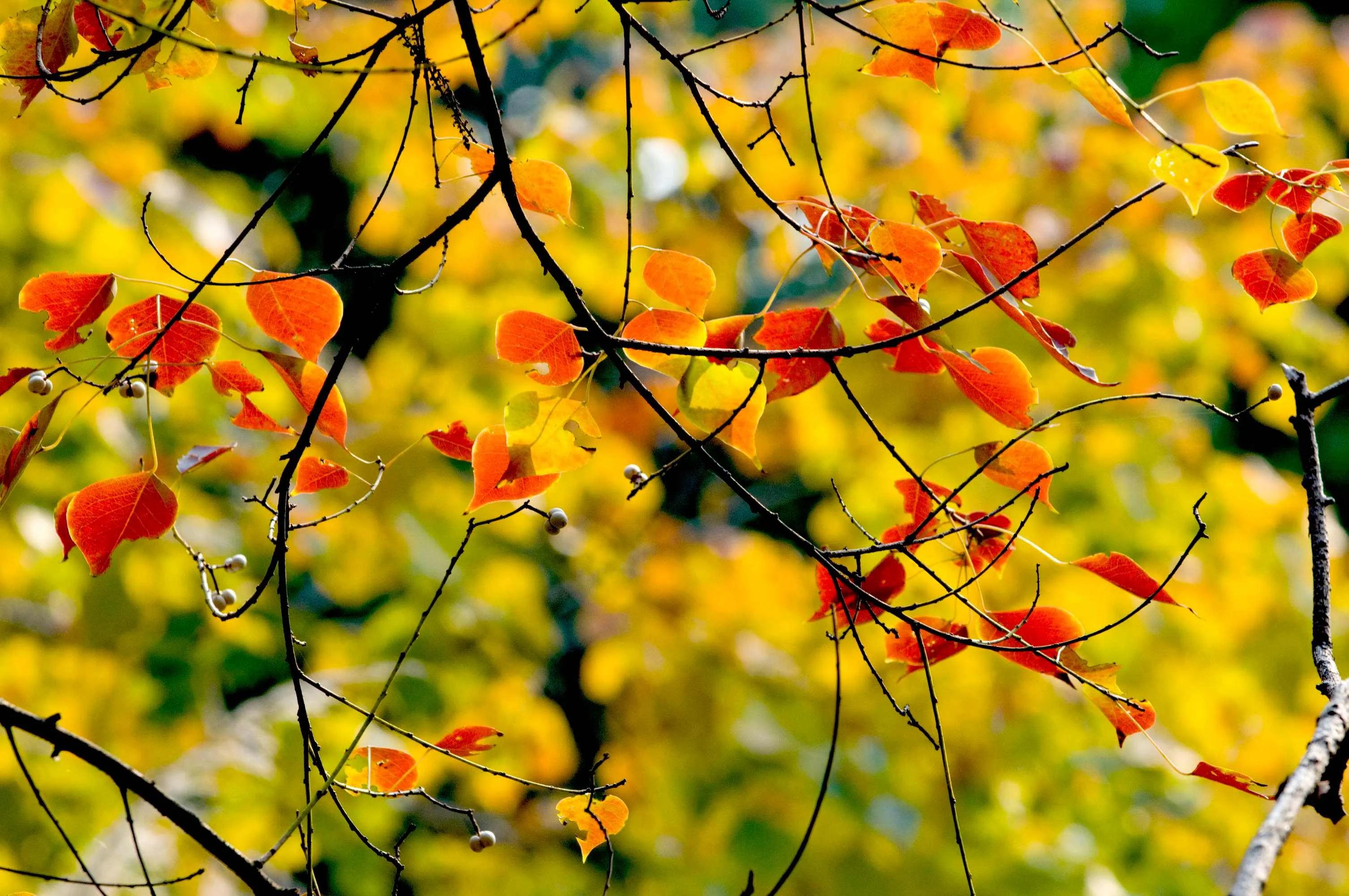 秋天最美的散文,绚烂的秋天美文