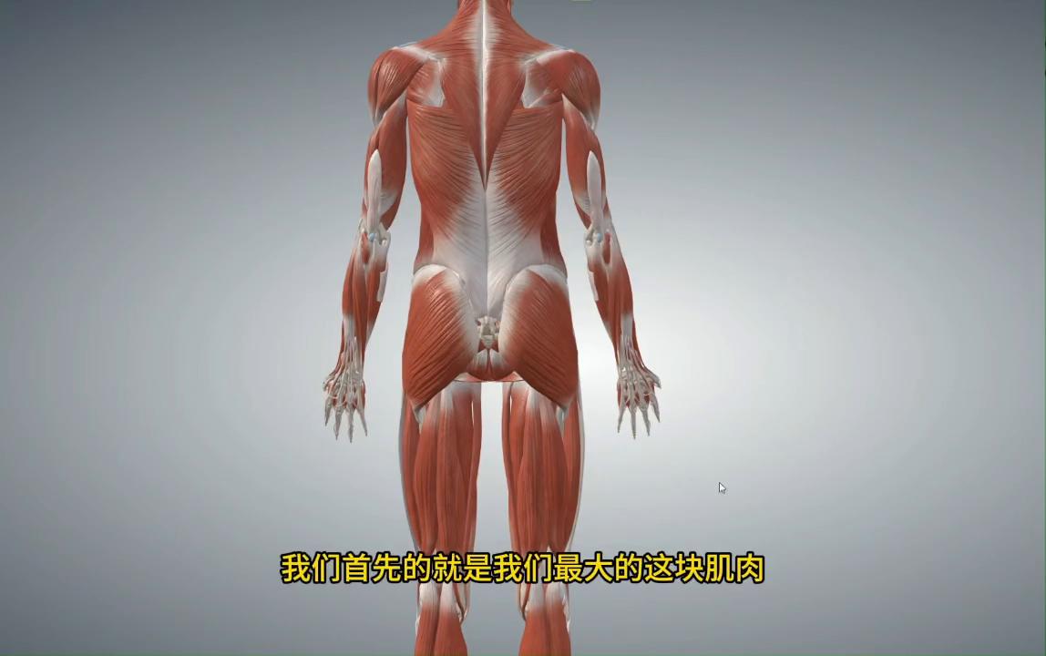 臀大肌松解法,臀大肌痛训练方法