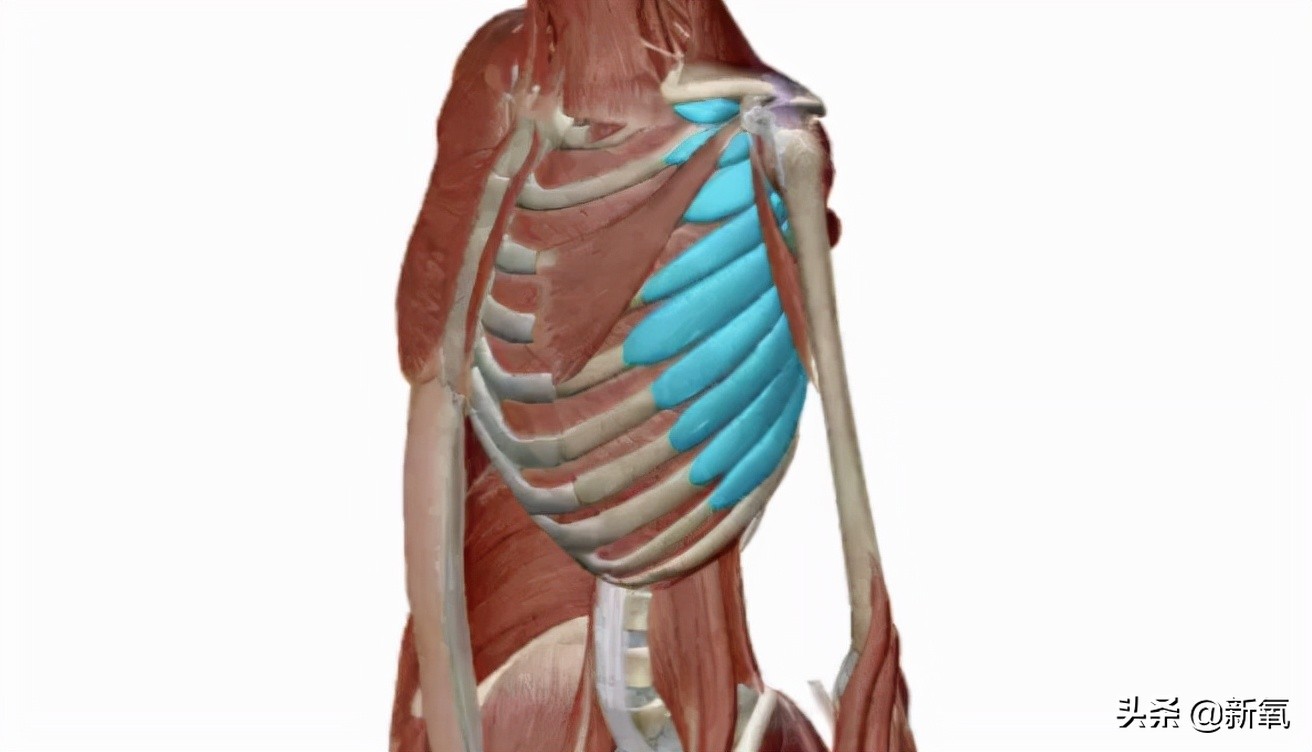 明明是全身最性感的身材线条，你却把它看成肋骨外翻？