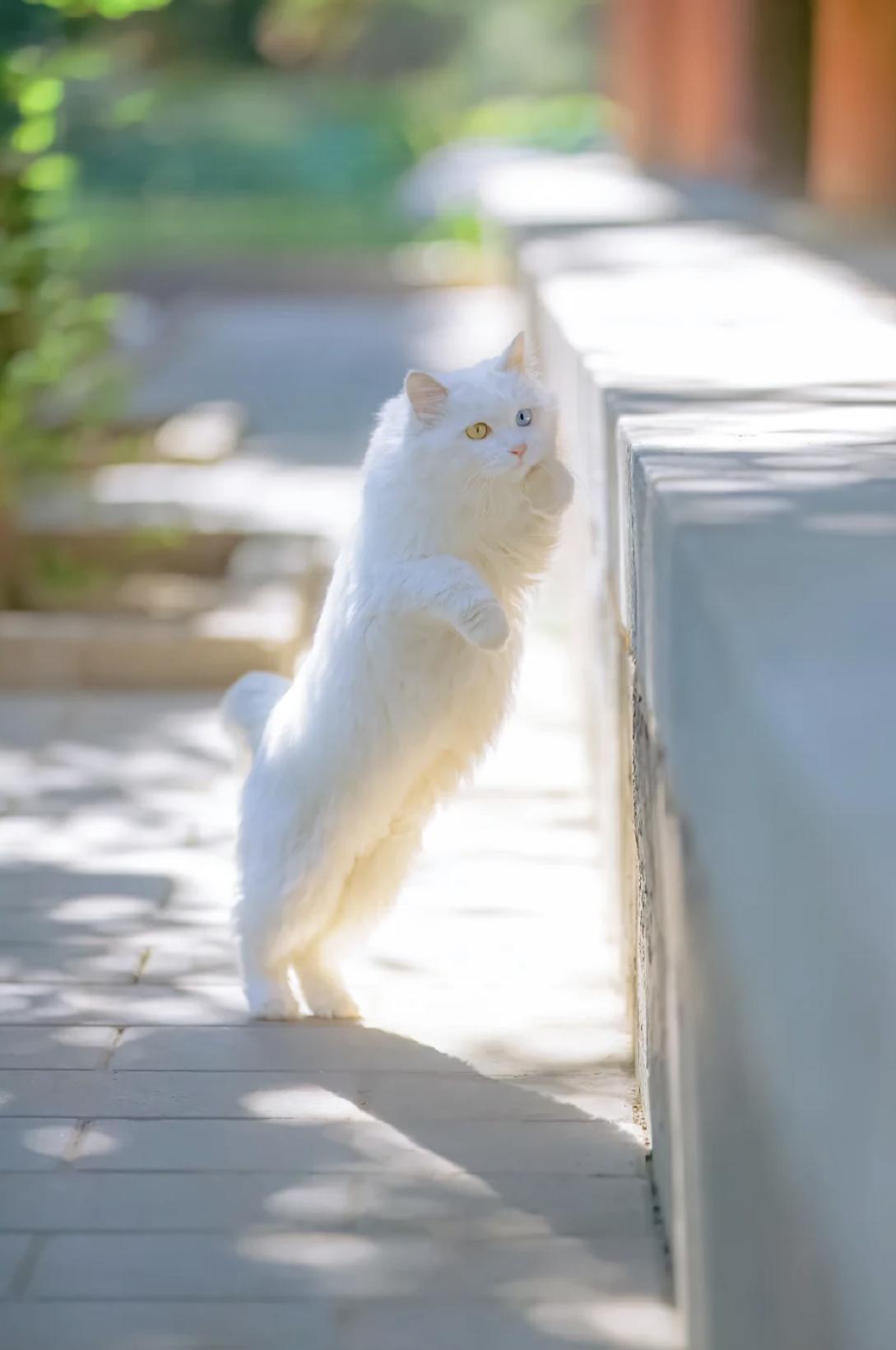 治愈系壁纸｜132张可爱小猫咪的样子