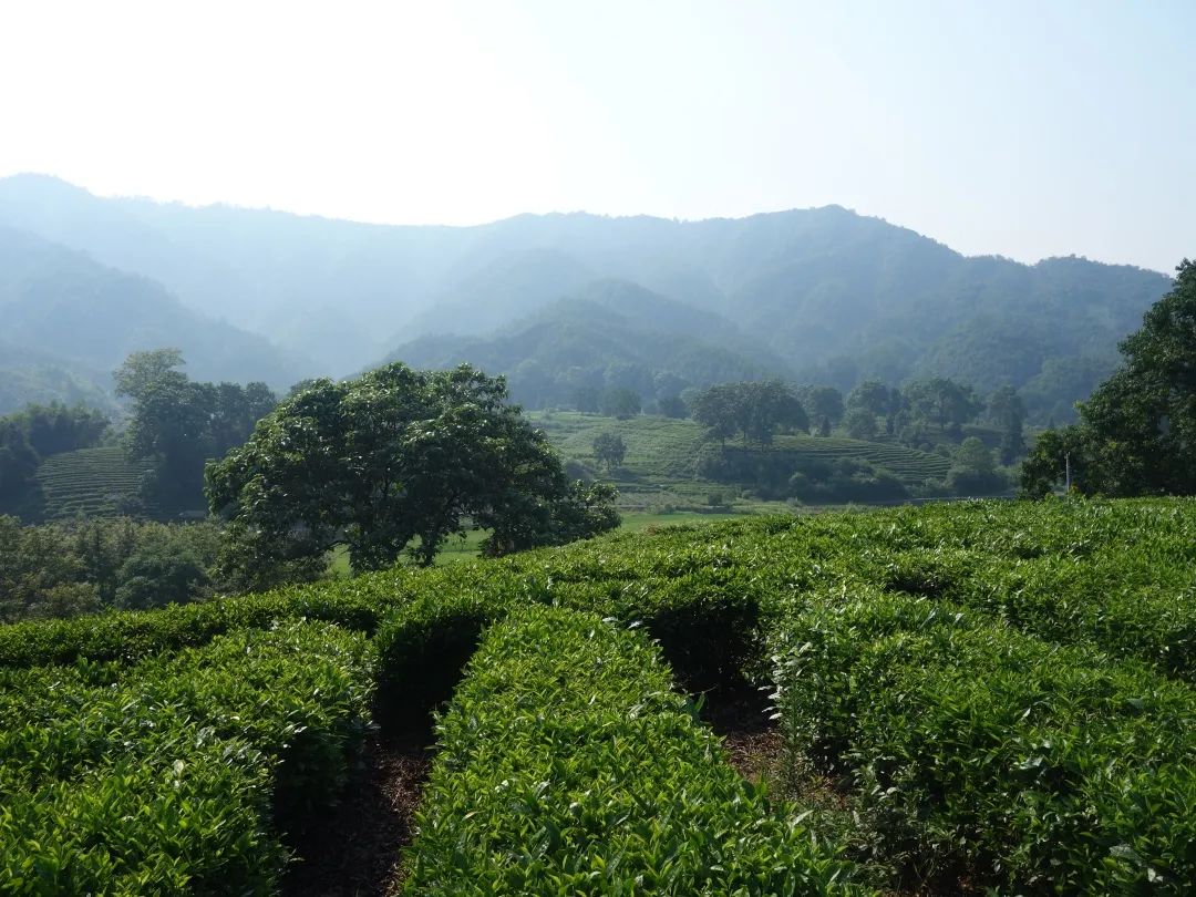 祁门红茶，清誉高香不二门