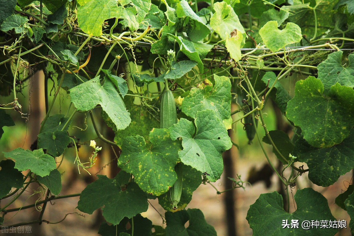 丝瓜苦瓜怎么管理,丝瓜苦瓜几天浇一次水