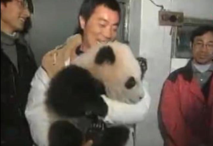 丫丫回到上海野生动物园了吗,丫丫现在回到上海动物园了吗