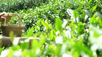 暑假去哪儿玩这100个避暑地等你来,夏天去的冷门避暑目的地推荐