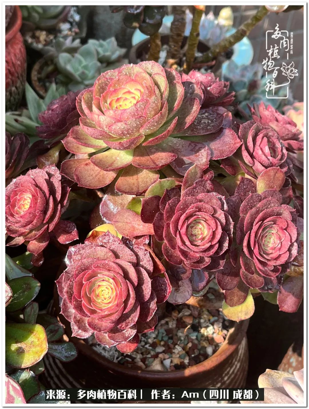 多肉小盆友生活多姿多彩,多肉小精灵福享不停