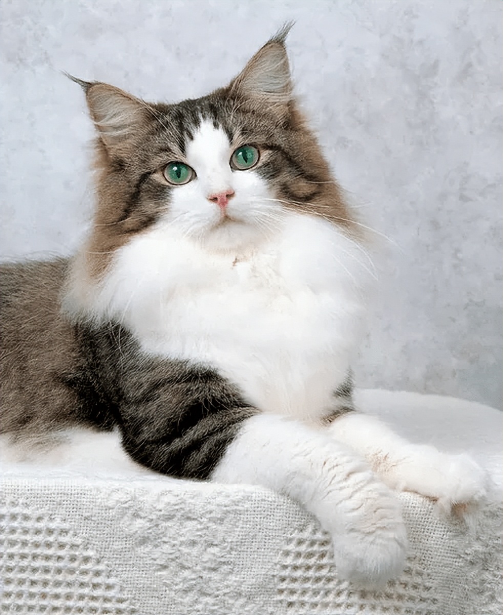 有六大特征的猫有福,什么猫好养比较聪明旺财