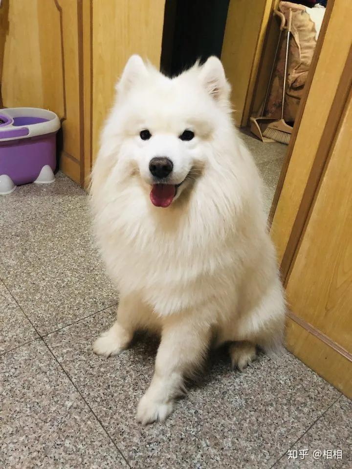 狗狗分得清人类的长相吗,在狗狗眼里分男女吗