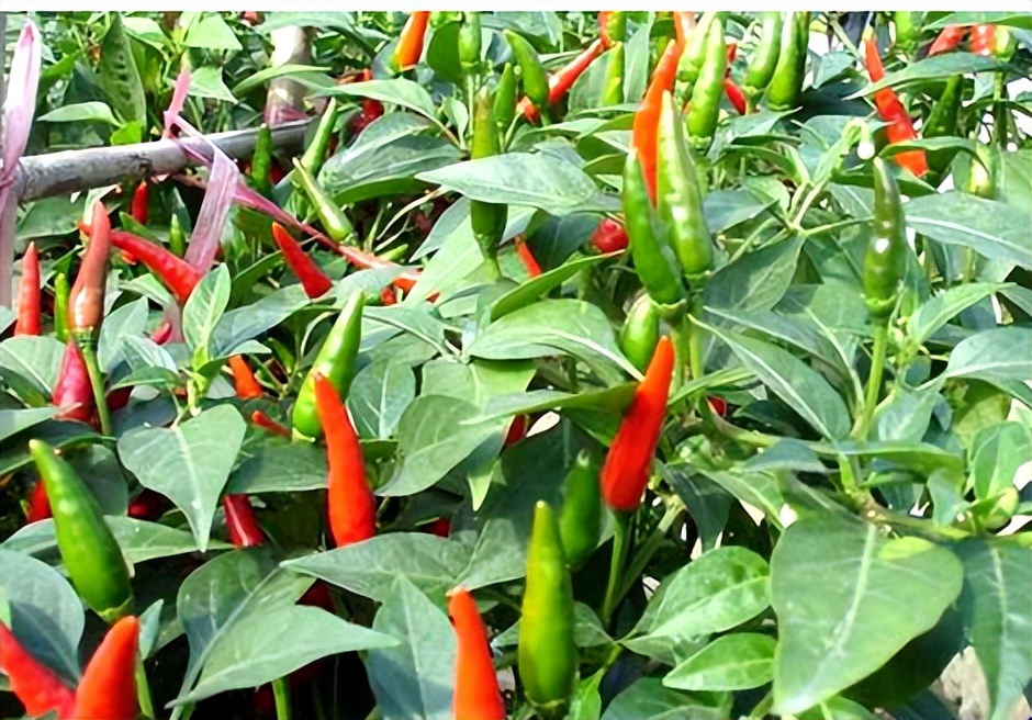 老干妈陶华碧家族,雷军评价陶华碧