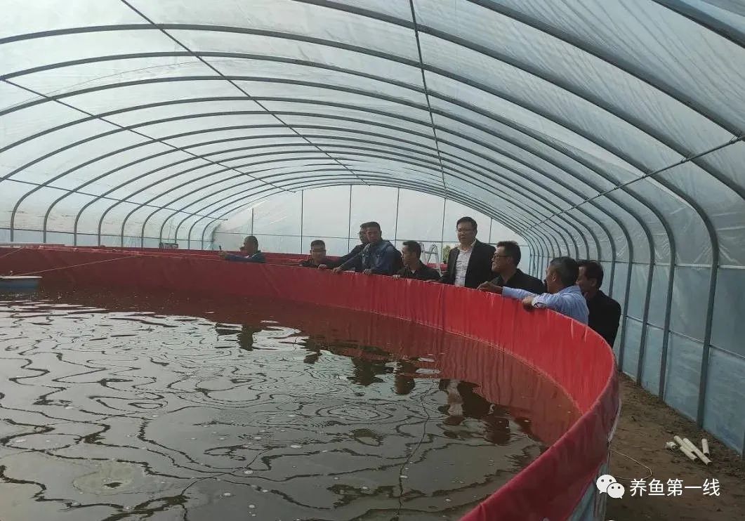 帆布池养殖泥鳅到底行不行,南美白对虾帆布池养殖可靠吗