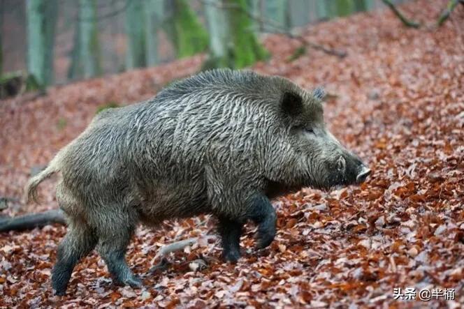 猪为什么是蛇天敌,为什么说猪是蛇的克星