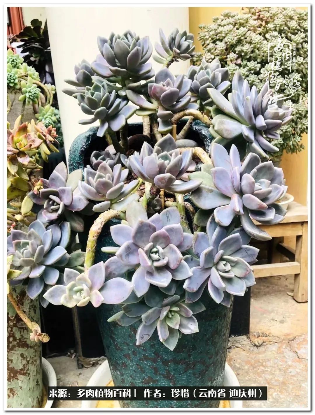 给生命一份淡然还岁月一份从容,给生命留一份洒脱的话