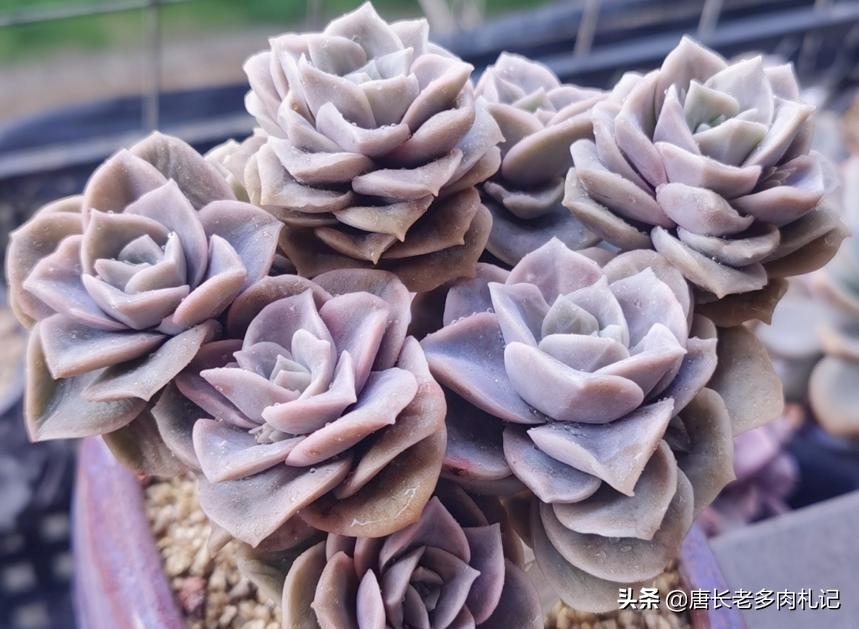 黄丽多肉木质化杆可以发根吗,木质化的多肉老桩光杆能扦插吗