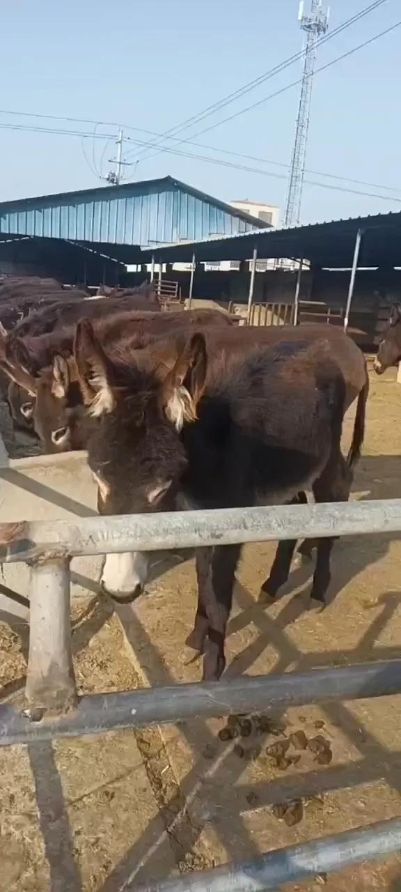 河北肉驴饲养技术,饲养肉驴的注意事项