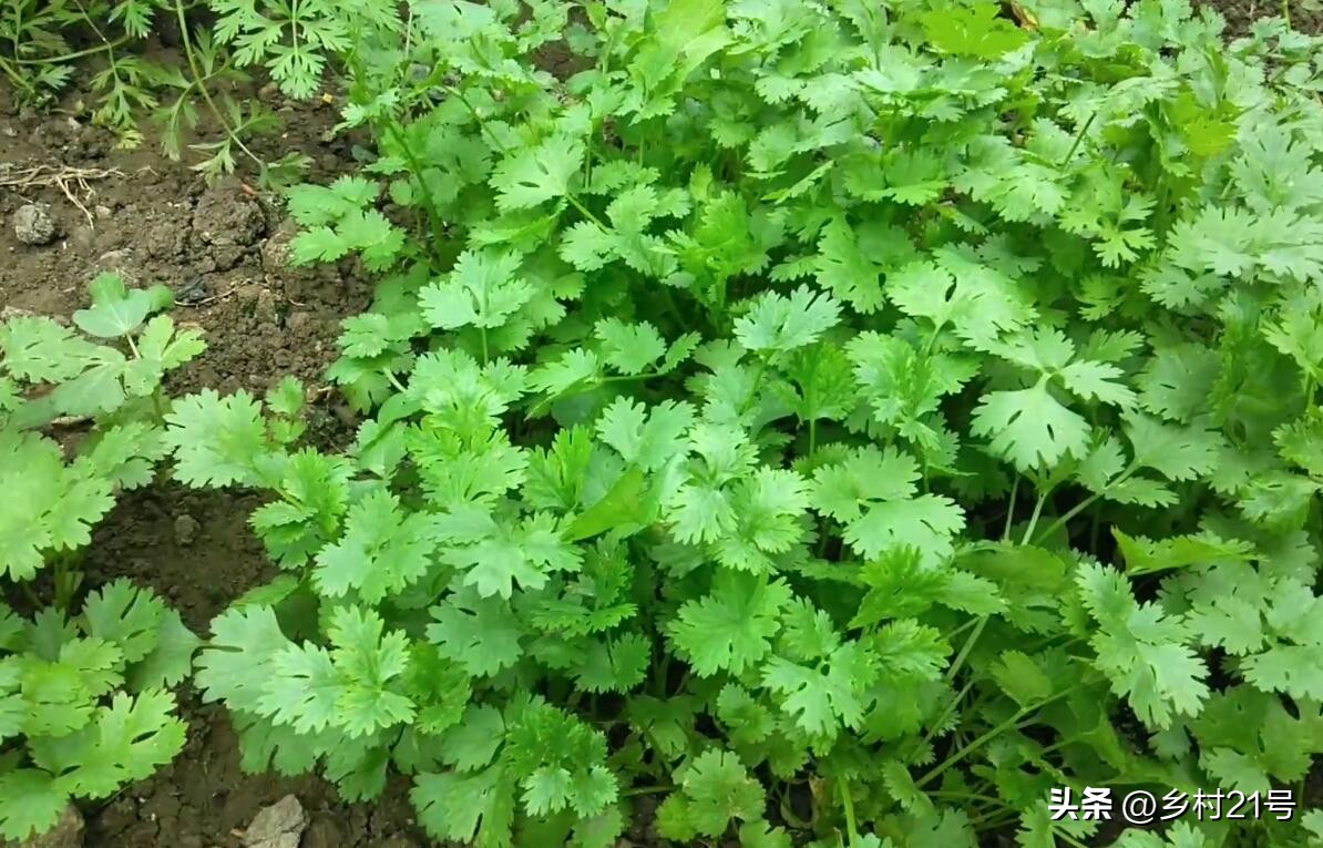 种植香菜的水肥管理,如何种植香菜能使香菜粗壮