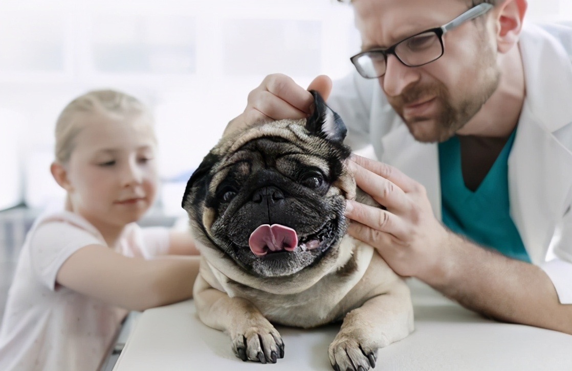 巴哥犬后腿无力是什么原因,巴哥犬不吃东西是怎么回事