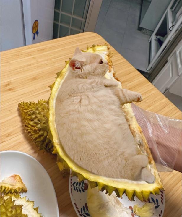 榴莲有点开口了有点长毛,榴莲靠近核的地方像长毛