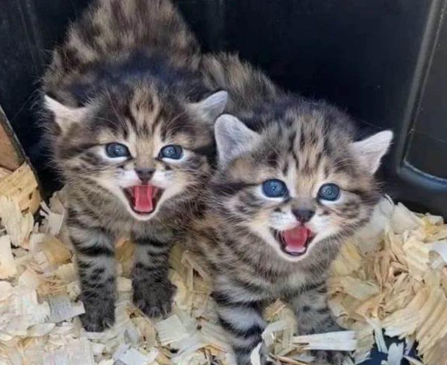 全球禁养！非洲最小的猫长什么样？猫科里最会捕猎的“杀戮机器”