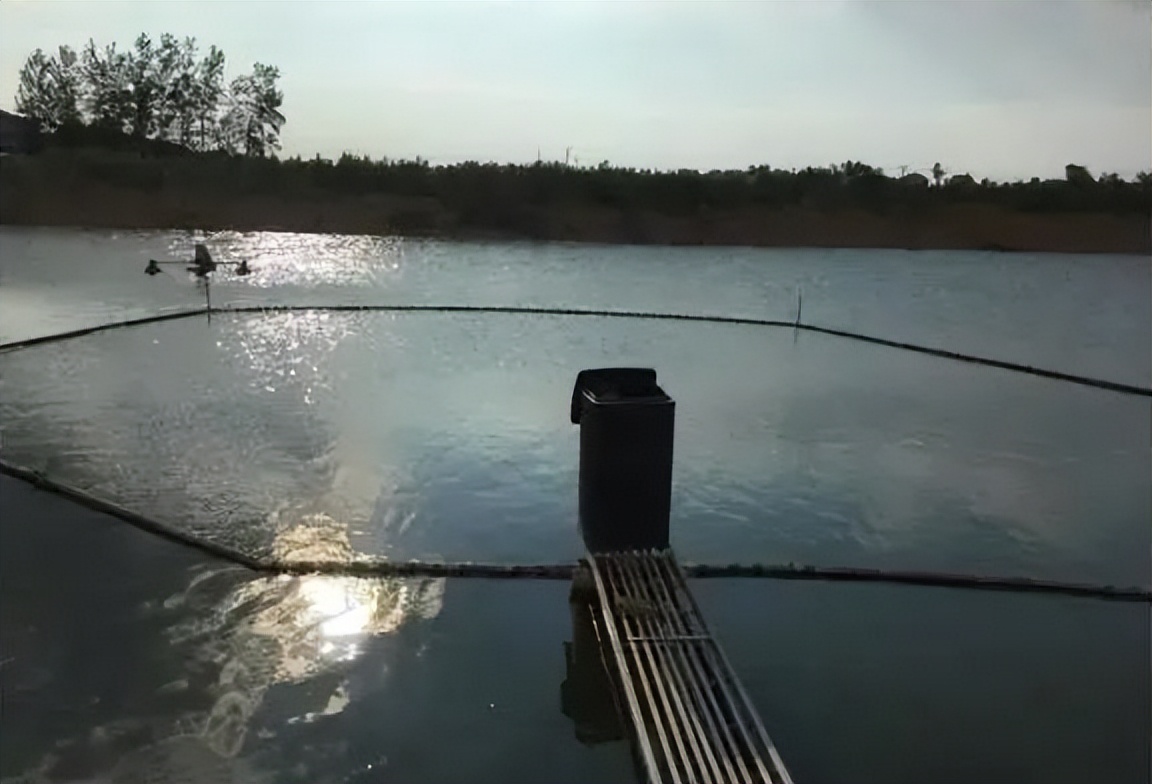 这种“虫”，黄颡鱼发病尤其多，塘口实地探访