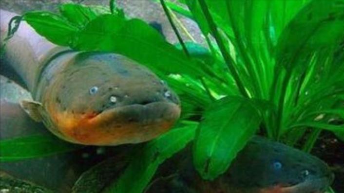 骞夸笢鏈変竴绉嶈兘鍦ㄩ檰鍦颁笂琛岃蛋鐨勯奔,鍗楁柟鏈変竴绉嶅緢甯歌鐨勯奔