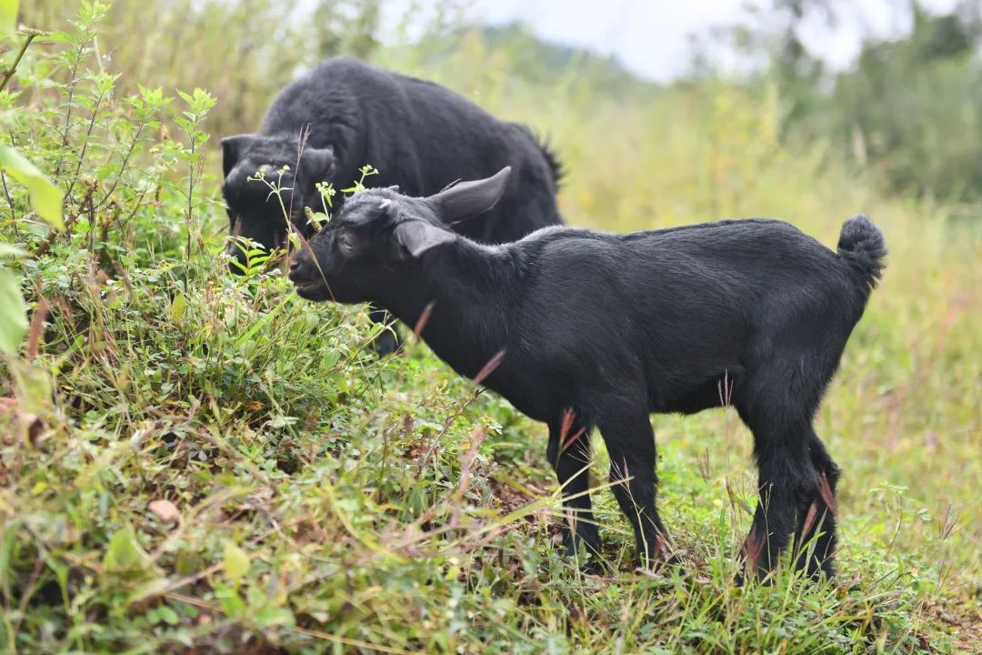 昭觉美姑,美姑路况