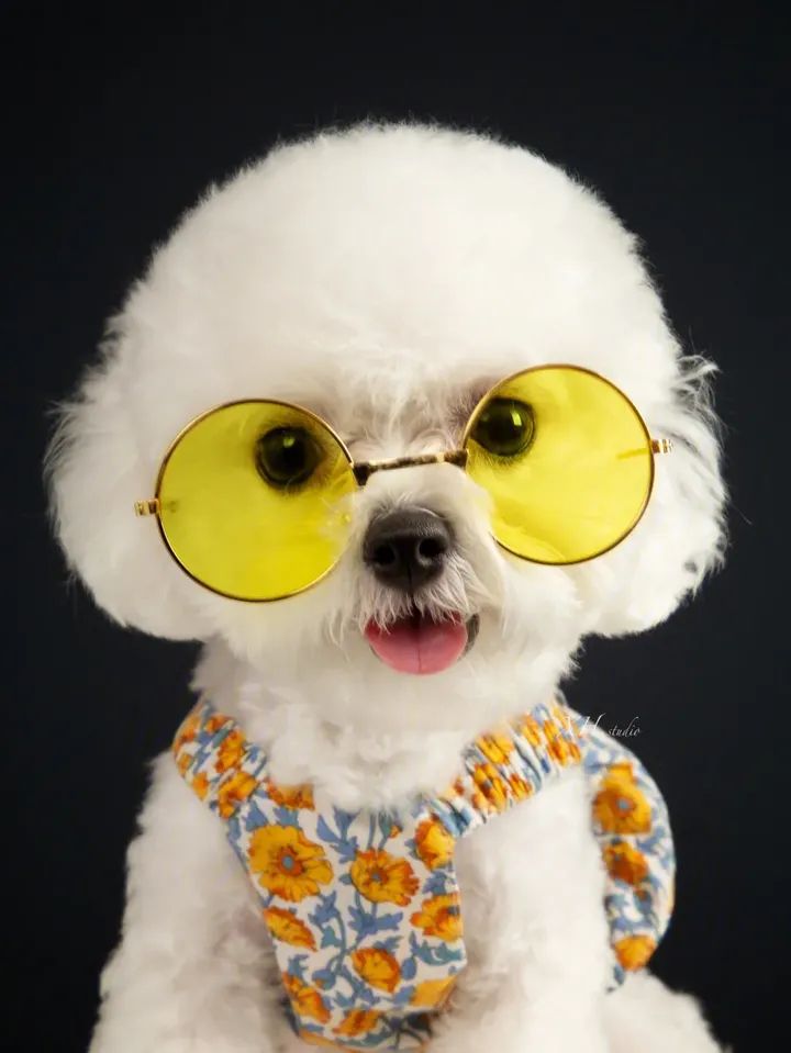 新手养狗攻略清单,新手养狗哪种品种最好