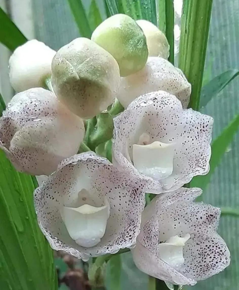 兰花的唯美图片,珍稀兰花各色大全